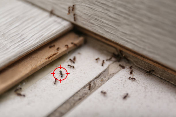 Best Best Pest Control Companies  in Greenville, OH