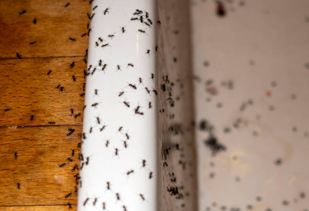 Best Wasp Removal Services  in Greenville, OH