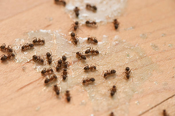 Best Flea Control Services  in Greenville, OH